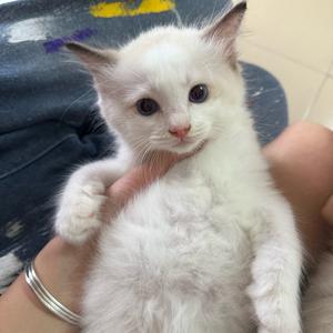 糯米白礼貌头像