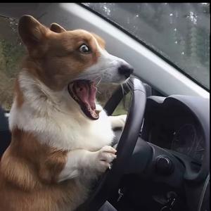 风中喊累告别头像