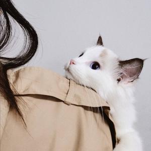 玩猫小师妹头像