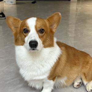 老八秘制小汉堡头像