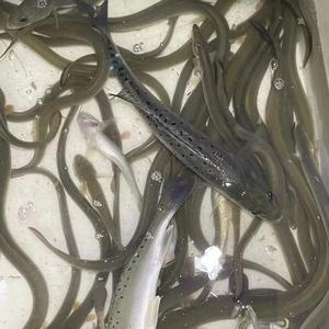 打野小王子头像