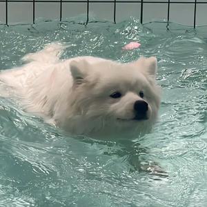 小xuan犬舍（狗狗出逃📕）头像