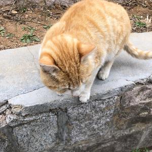 山东润能宠食头像