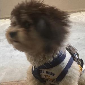 阿馒naya&哈比Habibi头像