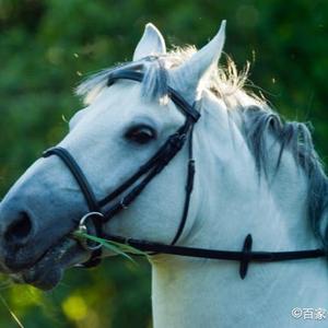 白龙马剧场头像