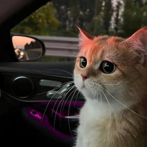 罐罐宠物食品头像