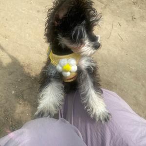 金条爱跑酷头像