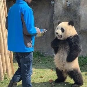 伯牙不复鼓头像