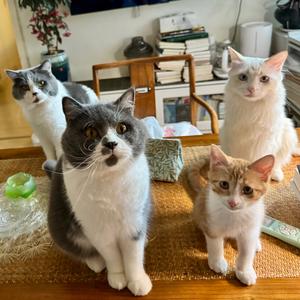 家有吾知咪头像