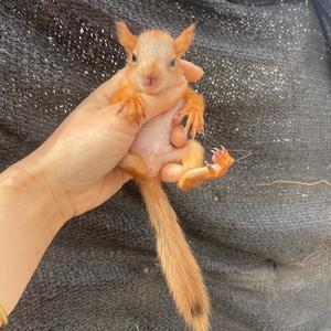 山东松鼠养殖场4头像