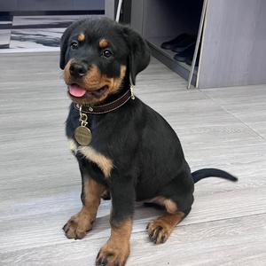 梁小帝的KIDD头像