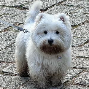 肉肉今天胖了吗🐖头像