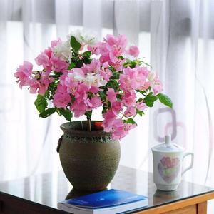 大地三角梅花卉头像