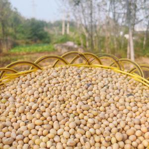 豆小妹土特产头像