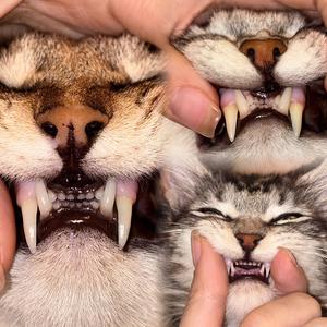 瞬顺秒秒的老母亲头像