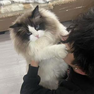 小金家的猫头像