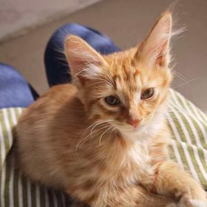 不是小呆好咩（有龟）头像