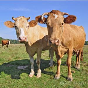 广西🐂牛老弟头像