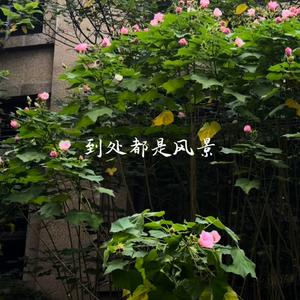 无人机维修（橘子）头像