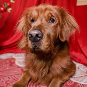 大面包金毛头像