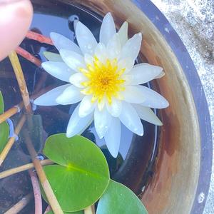 时也 运也 命也头像