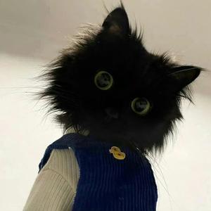 布偶猫头像