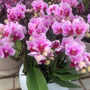 靖江淘花岛（盛勇）头像