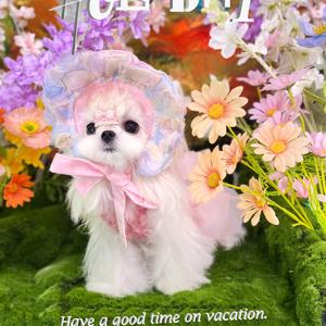 成都酷柒名宠头像