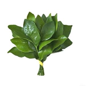 重生之在星河明珠湾卖玩具头像