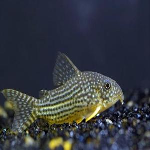 珍珠鼠(反小鬼)(反营销号)头像