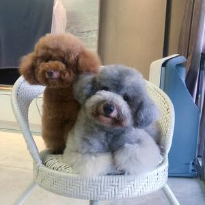 贝贝和小汤圆成长记录头像