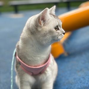 热血逐风者头像