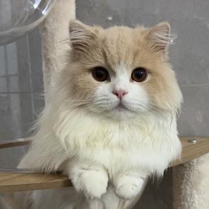 旺旺小小舒头像