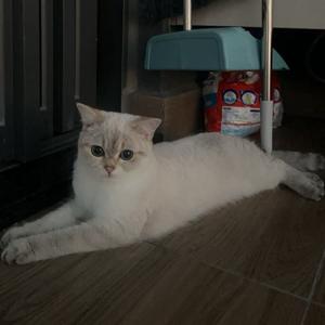 巧克力🍫味蛋糕头像