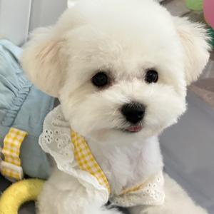 🍦冰淇霖的淇（比熊版）头像