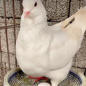 宜城度轲优品小铺头像