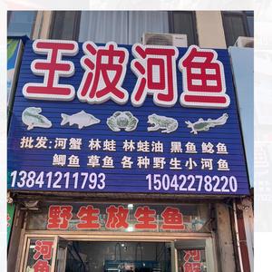 王波河鱼-王姐头像