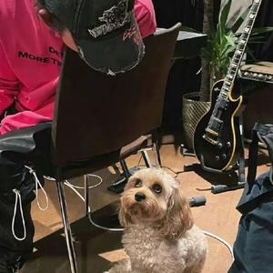 哈莉小奎茵头像