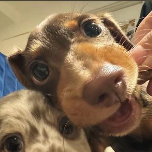 巴呐呐蟑螂头像