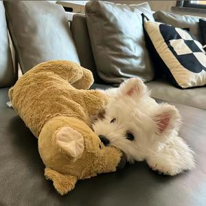 我不姓焦² ¹ ⁷头像