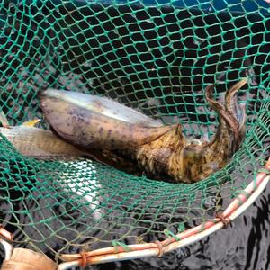 出海钓鱼，娱乐头像