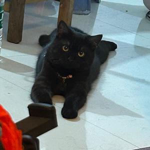 西部响尾蛇头像