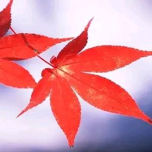 听枫头像