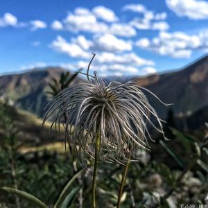 小白菜爱驾驶头像
