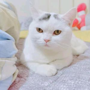 大师master小锋头像