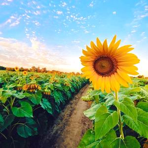 钟祥胡集四合一头像