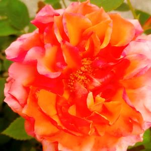 @太阳花🌸头像