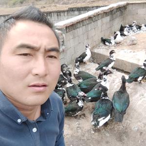 🌹金明大种麻鸭苗、🌹灰鹅苗🌹胡鸭苗头像