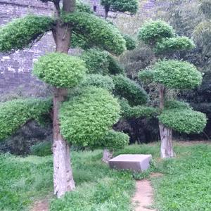 岳阳名门世家头像