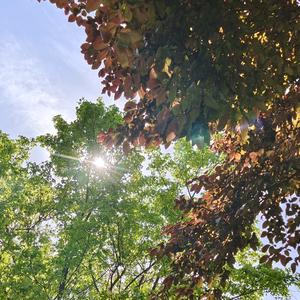 DeepSpace2_双刃会头像